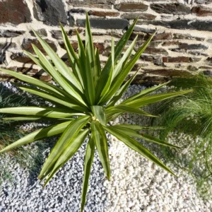 Galet gris évident 6-12 pack de 5 m² - 10 sacs - 200 kg
