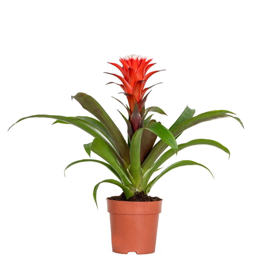 Guzmania hope – tube plant – plante d'intérieur – délicat entretien – ⌀12 cm – ↕35-45 cm