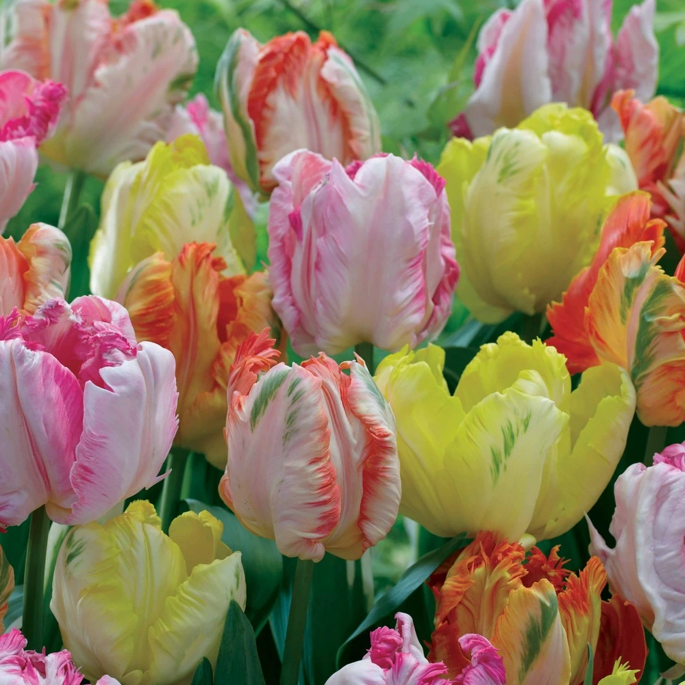 18 tulipes perroquets pastel en mélange - le sachet de 18 bulbes / circonférence 11-12cm