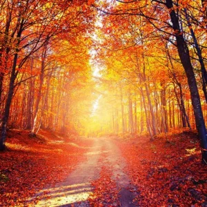 Feuilles d'Automne Rouges Arbres Photographie Toile de Fond SH-742