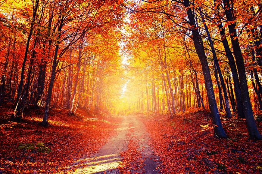 Feuilles d'Automne Rouges Arbres Photographie Toile de Fond SH-742