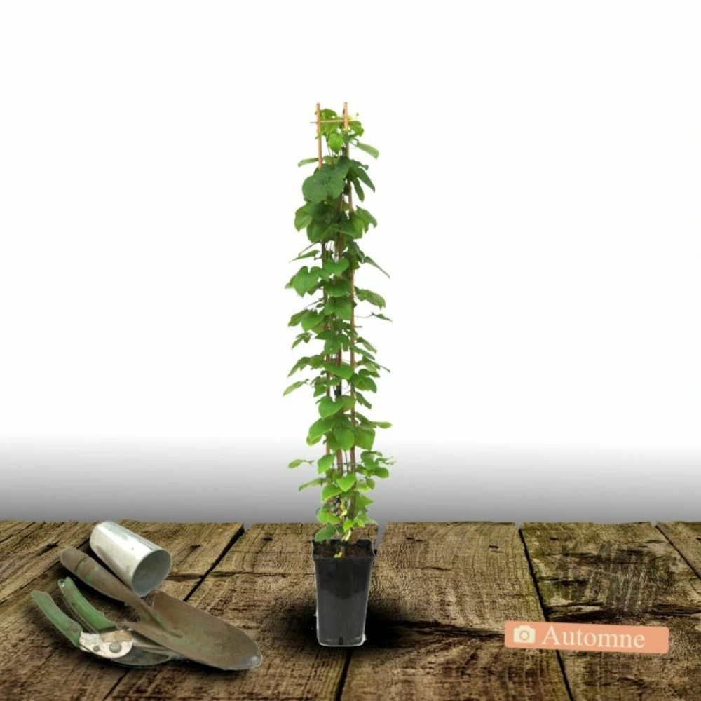 Clématite margaret hunt/[-]pot de 3l - echelle bambou 60/120 cm