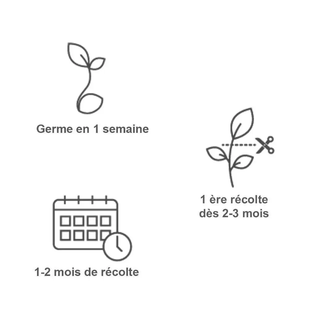 Recharge lingot® de portatif tomates rouges - pour potager Véritable® Veritable