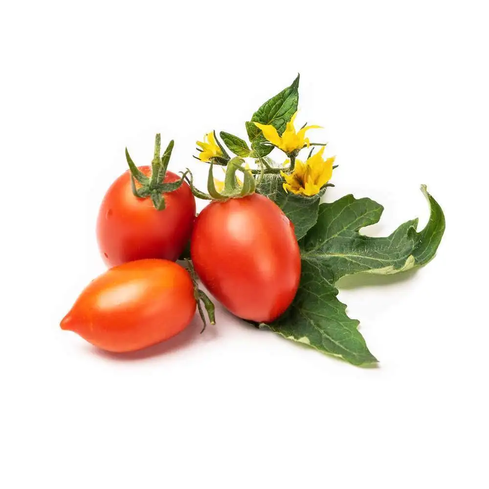 Recharge lingot® de portatif tomates rouges - pour potager Véritable® Veritable
