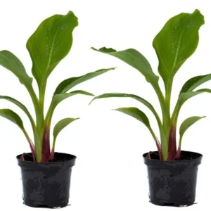 Musella lasiocarpa - arbre fruitier - lot de 2 - pot 9cm - hauteur 25-40cm