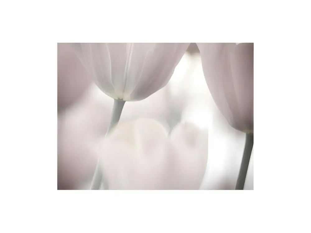 Papier peint intissé Fleurs Tulips fine art - noir jais and white : Taille - 400 x 309 cm