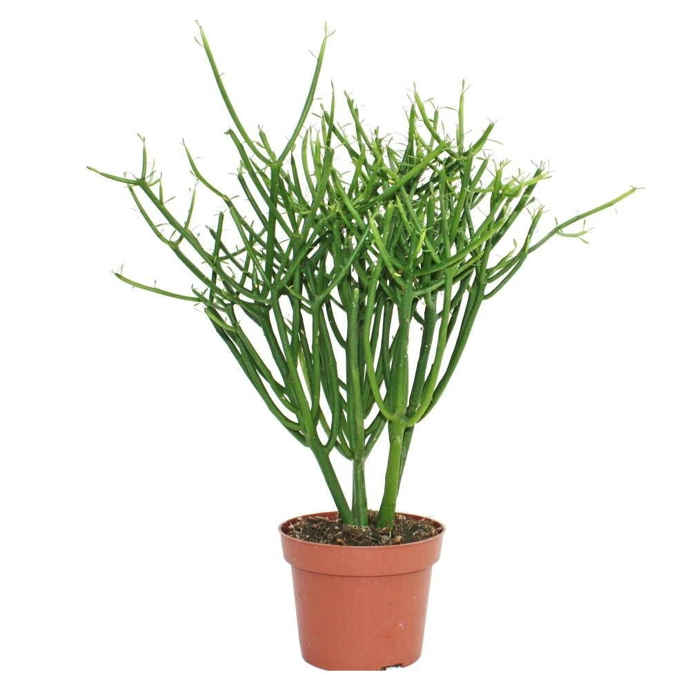 Résistant à l'Eau Euphorbia tirucalli - crayon cactus - grande plante en pot de 12 cm