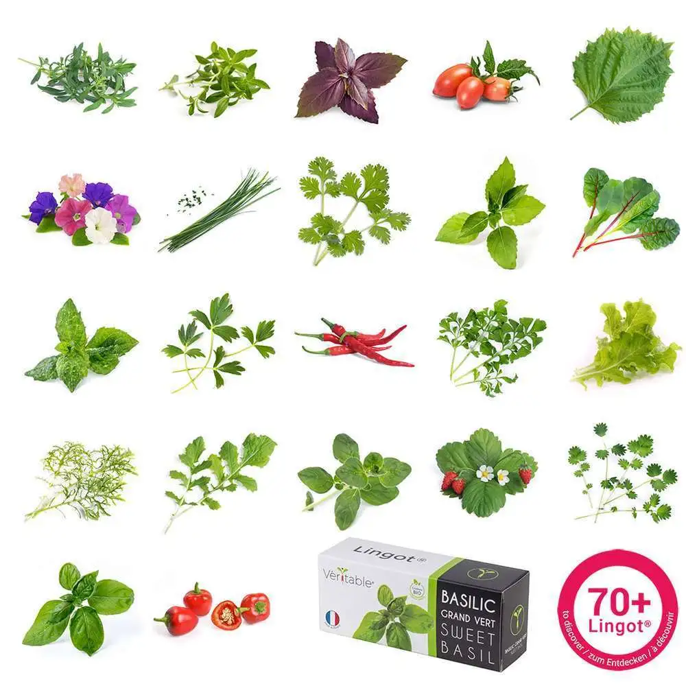 Recharge lingot® de persil plat bio - pour potager Véritable® Veritable