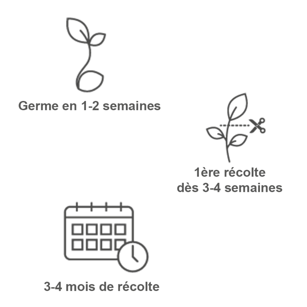 Recharge lingot® de persil plat bio - pour potager Véritable® Veritable