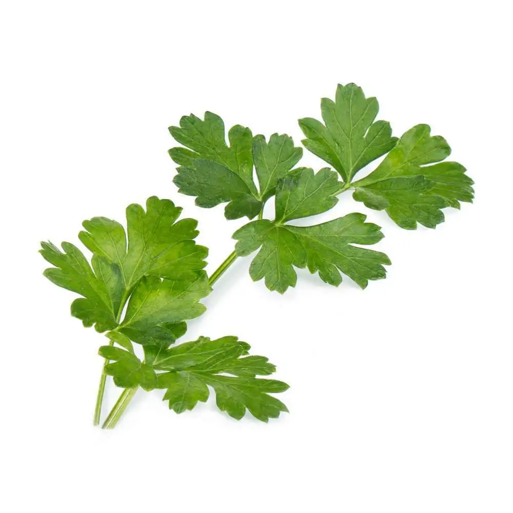 Recharge lingot® de persil plat bio - pour potager Véritable® Veritable