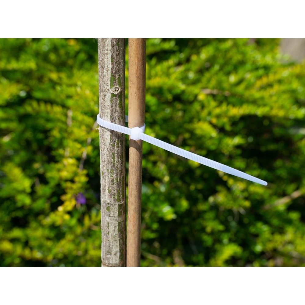 25 Colliers de tuteurage type Colsons, voir à travers - L:20 cm Nature