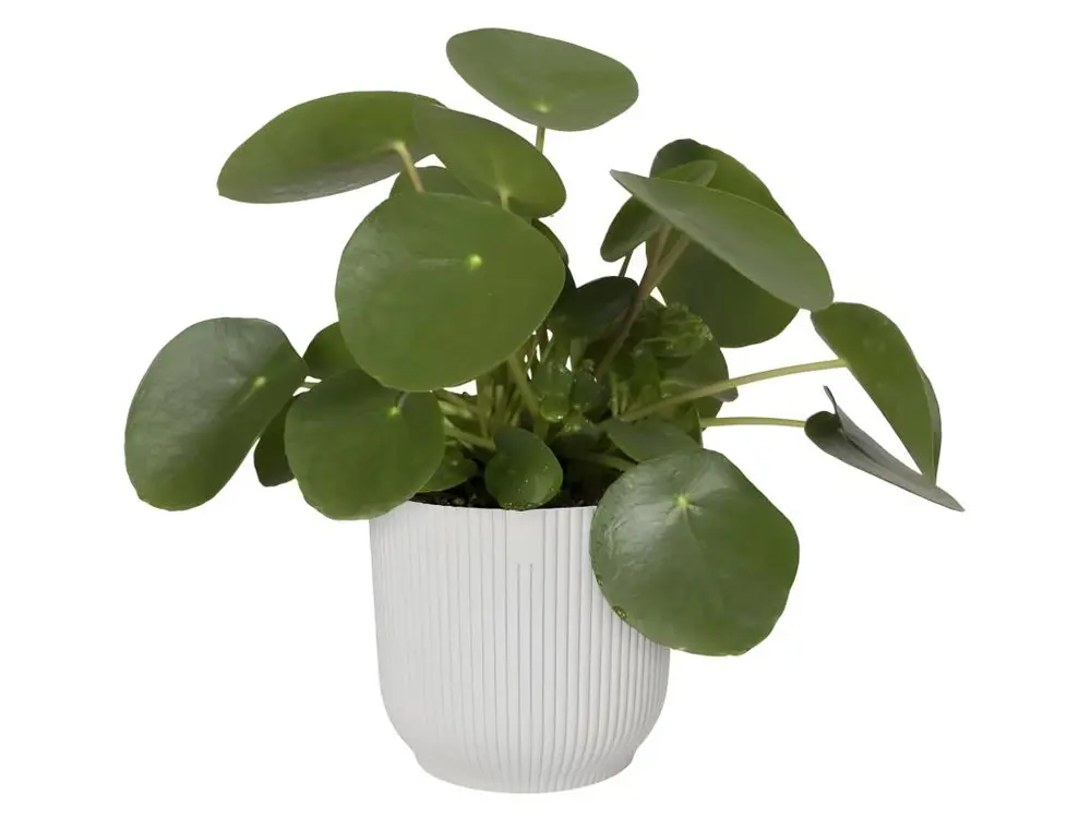 Pot De Fleurs Rond VIBES - Plastique - Ø25 - Blanc pour une organisation optimale